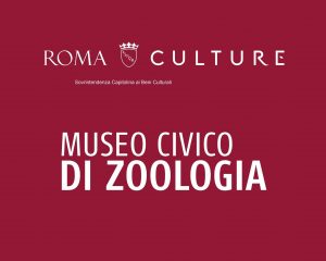 logo Museo Civico di Zoologia